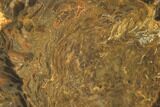 Polished Osmunda Petrified Wood Slab - Australia #102685-1